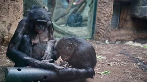 A pair of chimpanzees sits in an enclosure behind a zoo's glass fence. Video 4k Video stock 245639718