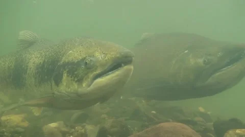 Pair of Chinook Salmon Fish Migrating Upstream in River for Spawning Vidéo 12532400