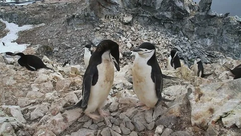 Pair of chinstrap penguins standing on a rock in a penguin colony Video stock 71295205