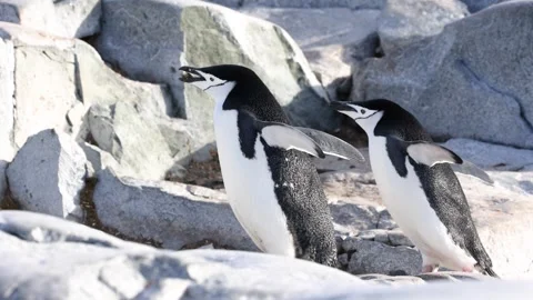 Pair of Chinstrap Penguins Walking on Rocky Antarctic Terrain in Bright Sunlight 库存影片 345165379