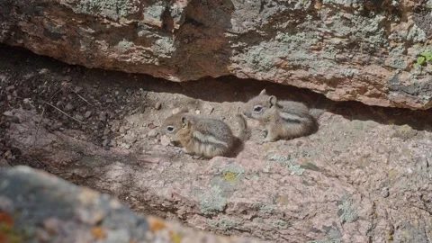 Pair of chipmunks in crevice in wall at Black Canyon of Gunnison National Park Stock Footage 278432147