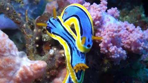 Pair of Chromodoris Annae Nudibranchs on Soft Coral - Macro Shot Stock Footage 89947833