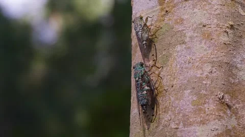 Pair of Cicadas Competing For Territory. Stock Footage 319373930
