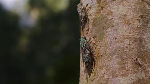 Pair of cicadas Competing For Territory. Stock Footage 319374000