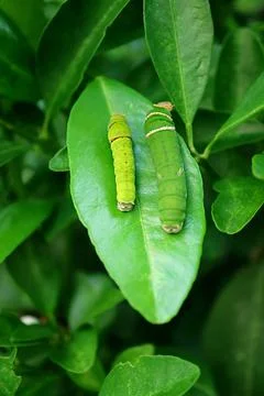 Pair of Citrus Tree Caterpillars in Different Instar Resting on the Lime Tree Foto stock
