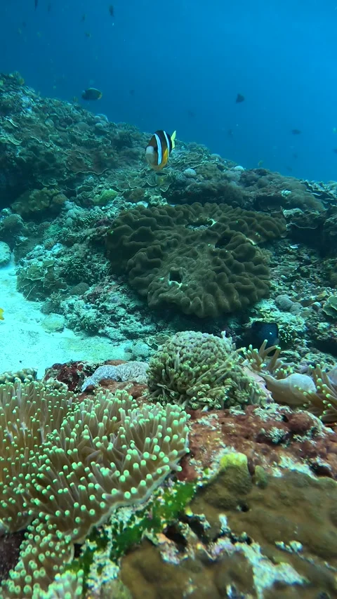 Pair of Clark's Anemone fish Stock Footage 327810484