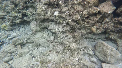 Pair of Clowns - Triggerfish and Coris - Swimming Together  Vídeo Stock 234088733