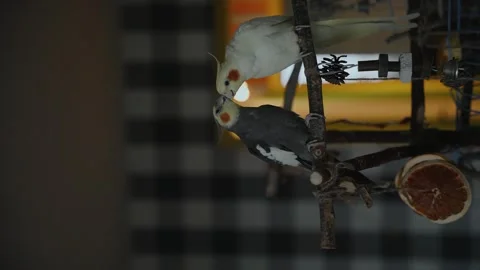 Pair of cockateil parrots stratching Stock Footage 269779307