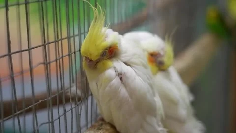 Pair of cockatiel parrots sleeping inside a cage Stock Footage 336319048