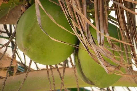 Pair of coconuts Stock Photos