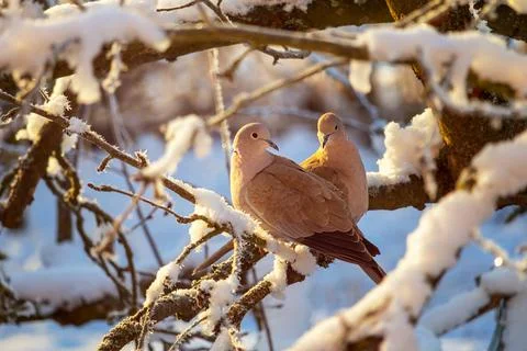 A pair of a collared doves on branch of tree in winter Stock Photos