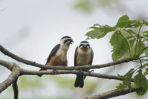 Pair of Collared Falconets perched on tree branch in Manas National Park, Assam Фото