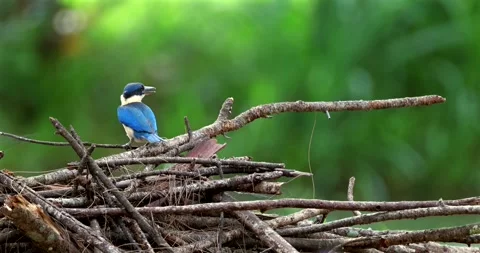 Pair of collared kingfishers on dry branches, one bird flying away in 库存影片 336653462