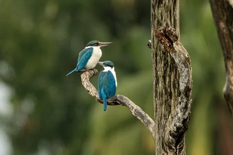 Pair of Collared Kingfishers Perched on a Curving Tree Branch Stock Photos