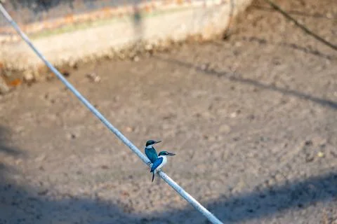Pair of Collared Kingfishers Perched in Krabi Mangroves Stock-Fotos