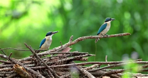 Pair of collared kingfishers perching on dry branches, tropical forest Stockbeeldmateriaal 330954684