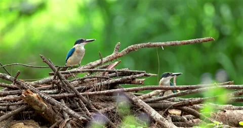 Pair of collared kingfishers perching on dry branches, tropical forest Stock Footage 336653397