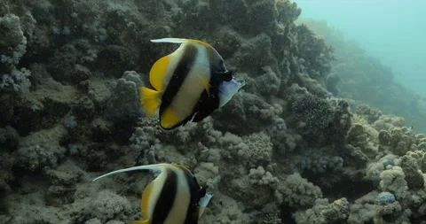 A pair of colorful bnnerfish floating over coral reef. Stock Footage 270975609