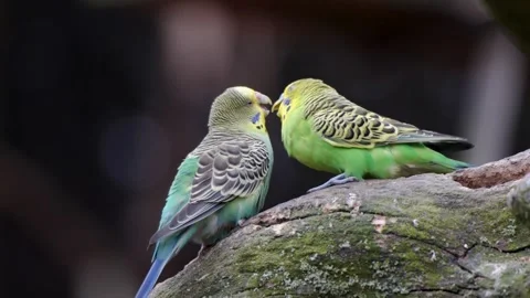 Pair of Colorful Budgerigars Perched on Mossy Branch 動画素材 338372228