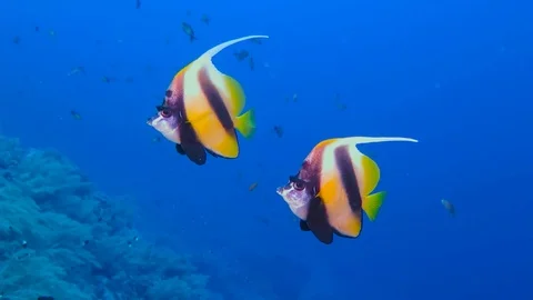 Pair of colorful butterflyfish (Chaetodontidae) swimming in the blue sea. Stock Footage