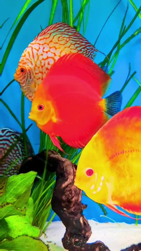 Pair of Colorful Discus Fish in High-End Aquarium Stockbeeldmateriaal 337756486