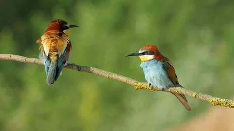 Pair of colorful Eurasian bee-eater birds perching with green background Video stock 68902327