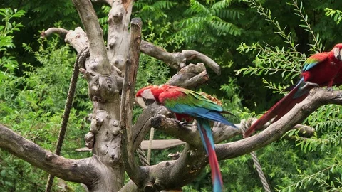 Pair of colourful Macaw parrots Stock Footage 97829935