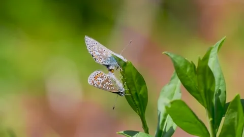 A Pair of Common Blue Butterflies Mating Stock Footage 340779767