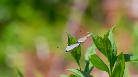 A Pair of Common Blue Butterflies Mating Stock Footage 340779796