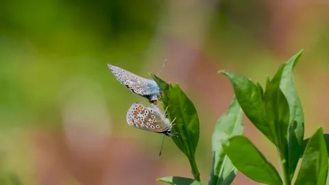 A Pair of Common Blue Butterflies Mating Stock Footage 340779922