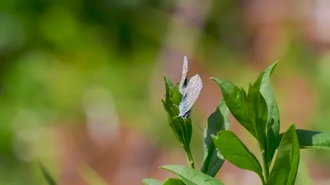 A Pair of Common Blue Butterflies Mating Stock Footage 340779953