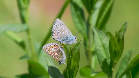 A Pair of Common Blue Butterflies Mating Stock Footage 340780019