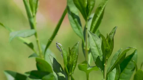 A Pair of Common Blue Butterflies Mating Stock Footage 340780098
