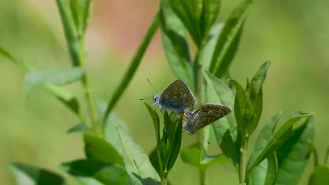 A Pair of Common Blue Butterflies Mating Stock Footage 340780200
