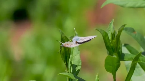 A Pair of Common Blue Butterflies Mating Stock Footage 340780306