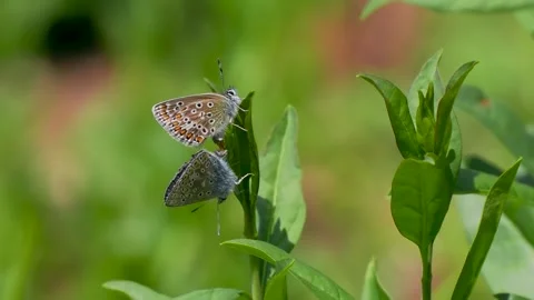 A Pair of Common Blue Butterflies Mating Stock Footage 340780342