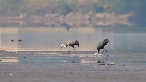 Pair of Common Crane Birds Walking in Shallow Wetland with Water Reflection 스톡 동영상 330642611
