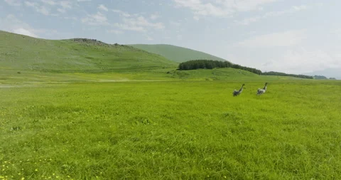 Pair Of Common Crane (Eurasian Crane) Freely Roaming The Herbaceous Stock Footage 203873910