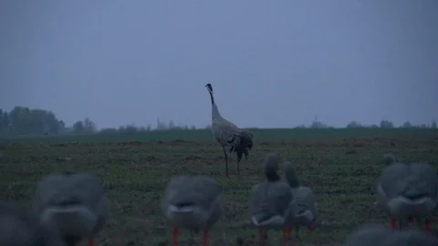 A pair of common cranes on a rural field in the mating season. Early morning Vidéo 103701027
