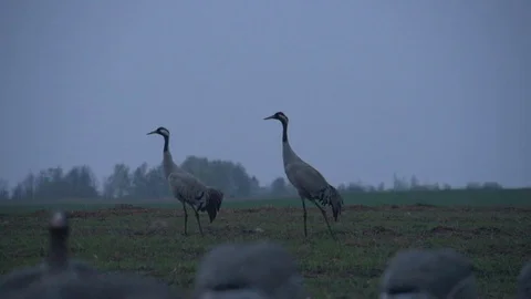A pair of common cranes on a rural field in the mating season Stock Footage 103710278