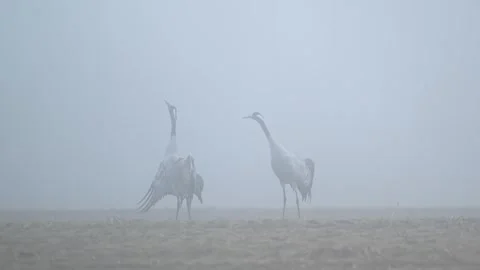 Pair of common cranes standing in the thick morning fog over Norway Vídeo Stock 334223535