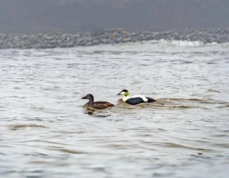 Pair of Common Eider Swimming in Arctic Waters Stockfoto's