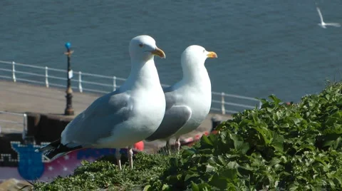 Pair of Common Gulls on cliff edge nest site above harbour, cry in unison. Stock-Footage 2923816