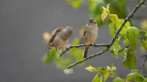 Pair of common house sparrows on twig sit in misery together in rain Stock Footage 337023659