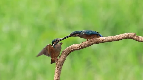 Pair of Common Kingfishers Courtship Feeding Interaction on Branch Stock Footage 331616097