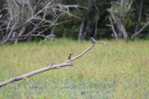 A pair of Common Kingfishers perched on a tree Stock Photos