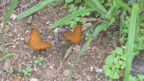 A pair of "common leopard" or "spotted rustic" butterflies 库存影片 290308148
