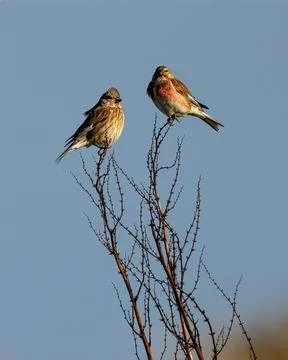 Pair of Common Linnets on Bare Twigs Against Blue Sky Stock Photos