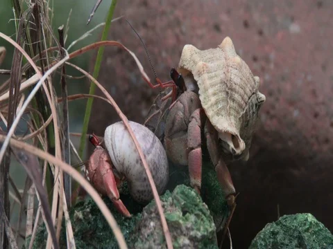 A pair of common marine Hermit crabs or soldier crabs (Pagurus bernhardus). Video stock 78150217