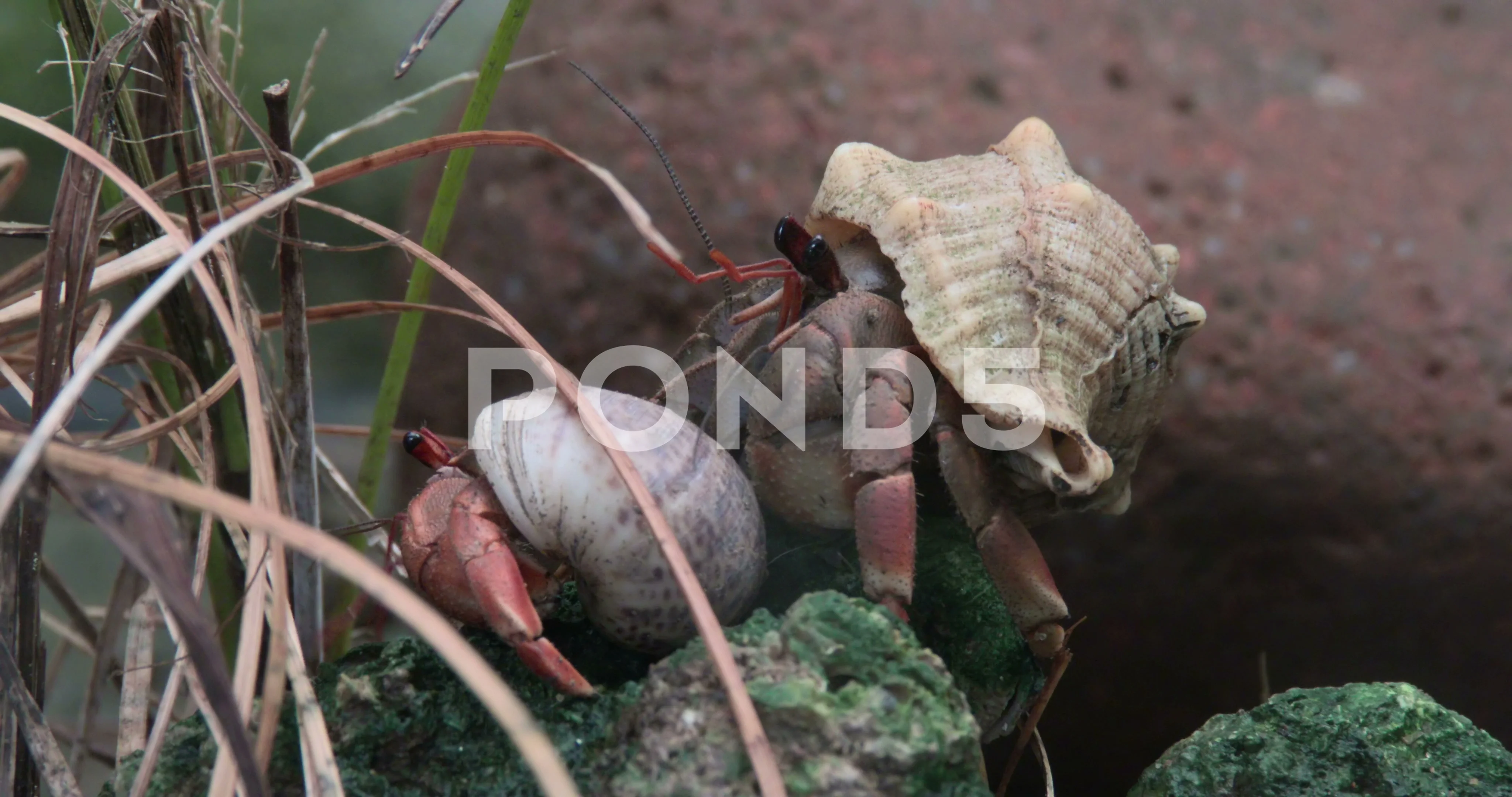 Painting Hermit Crabs Pair Art & Collectibles Acrylic